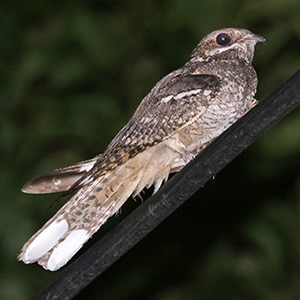 Eurasian Nightjar